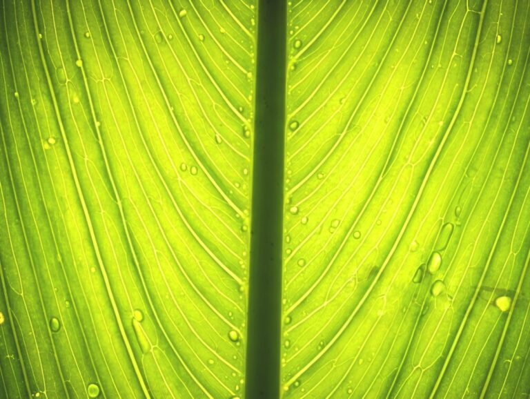 Low carbon biomass photosynthesis